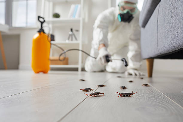 Commercial Kitchen Cockroach Control in Portageville